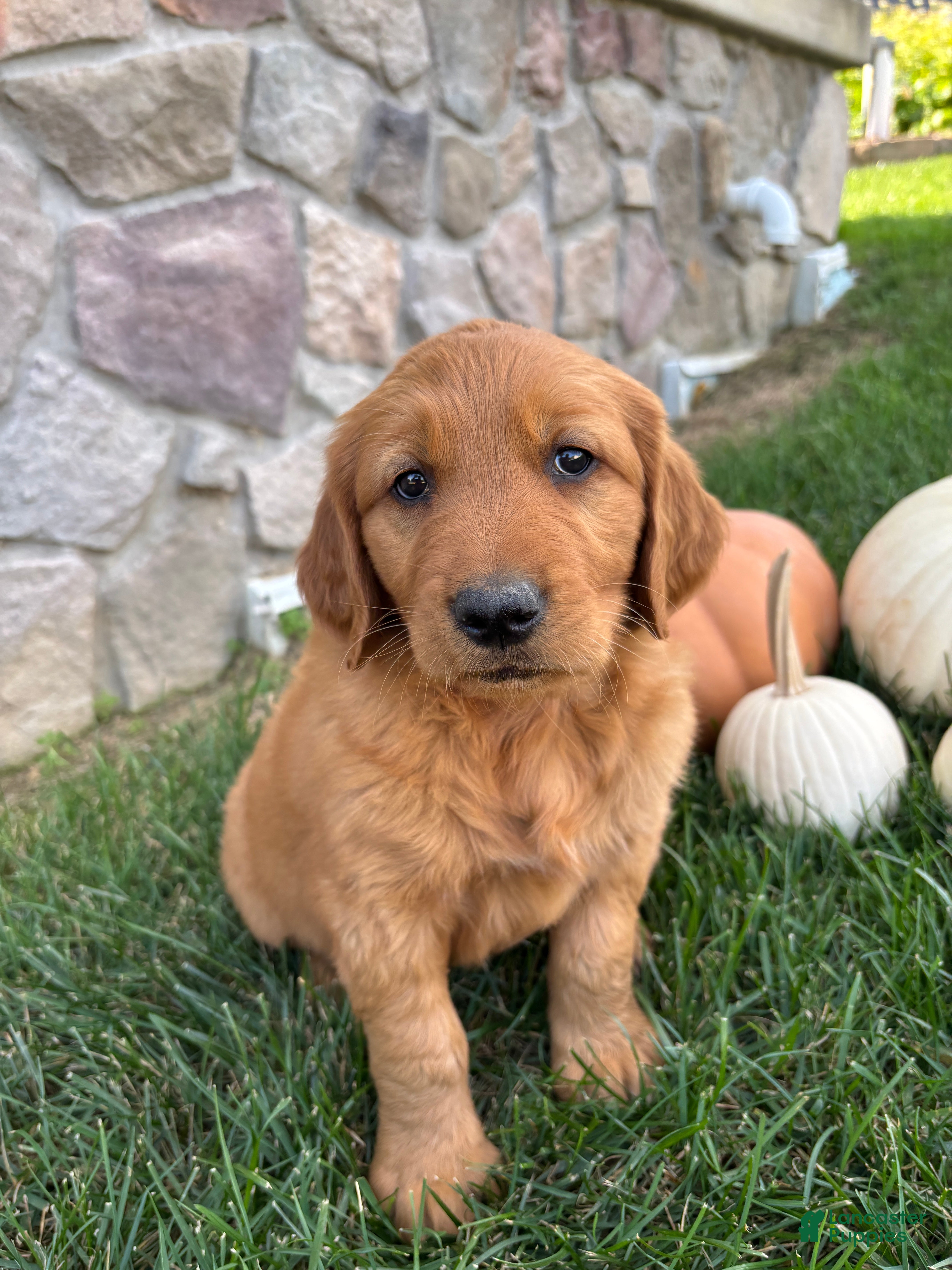 Golden Retriever dogs Rowdy - Ad 2