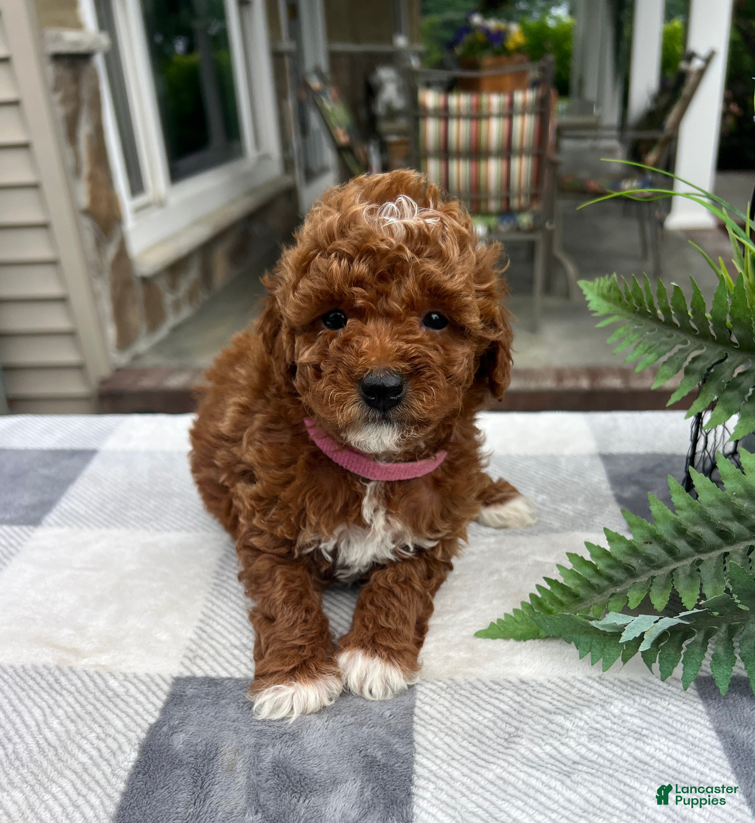 Mini Goldendoodle dogs Chloe - Ad 2