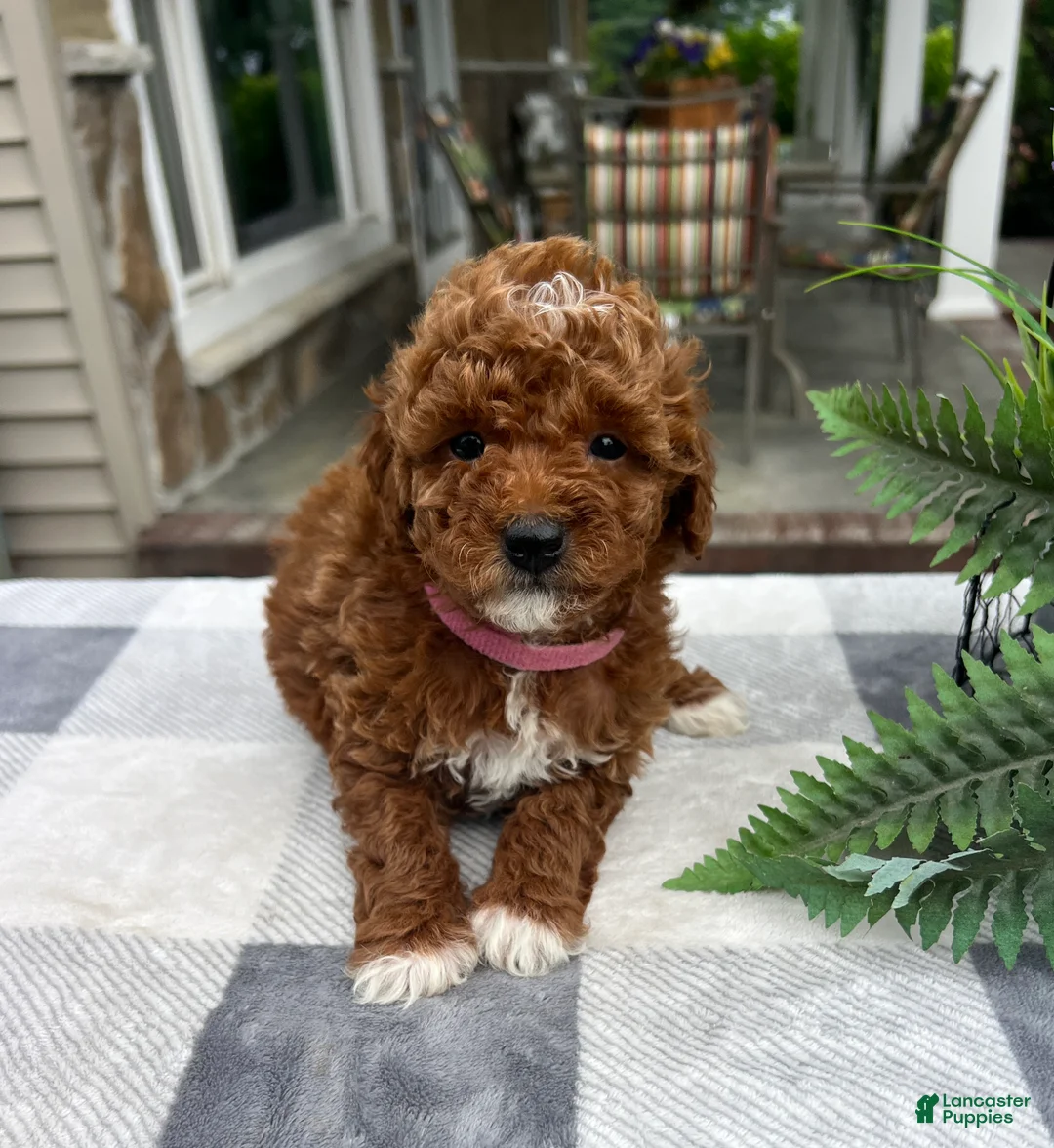 Mini Goldendoodle dogs for sale: Chloe - Ad 2