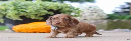Miniature Dachshund dogs for sale: Gordy - Ad 4