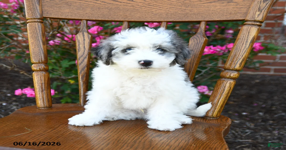 Cuddles Miniature Poodle for sale in Cochranville | Lancaster Puppies