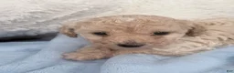 Mini Goldendoodle dogs for sale: Mini Goldendoodle 1 - Ad 10