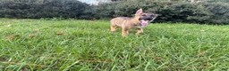 German Shepherd dogs for sale: Daphne - Ad 7