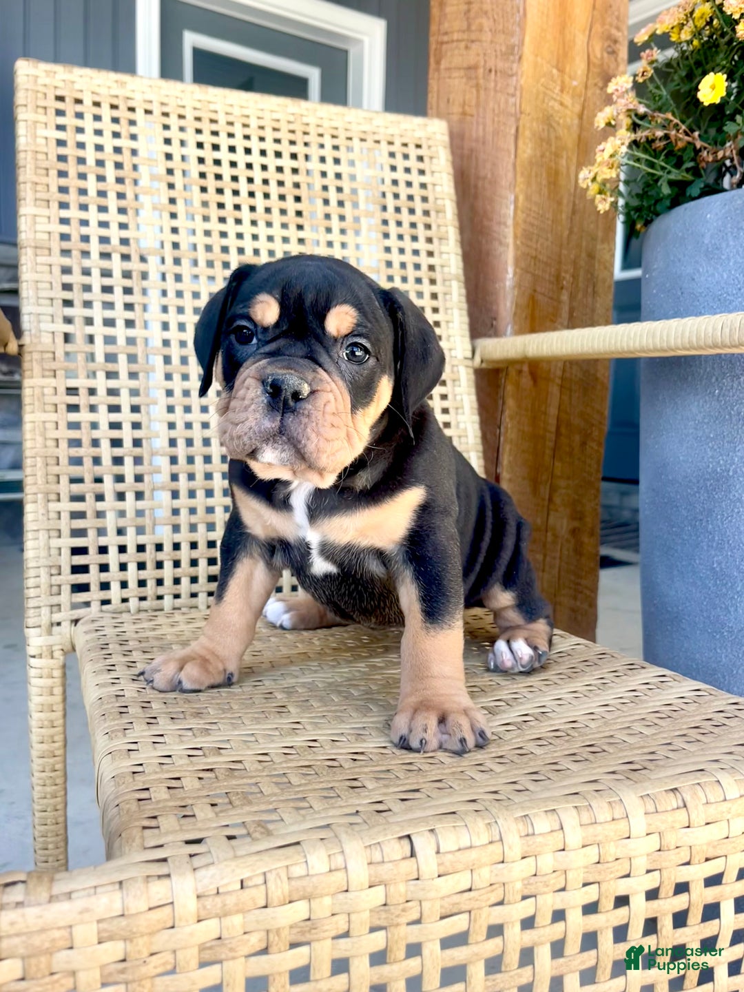 Olde English Bulldogge dogs for sale: Piper - Ad 3