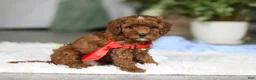 Cavapoo dogs for sale: Bear - Ad 12