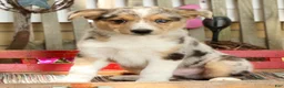 Australian Shepherd dogs for sale: Casper - Ad 1