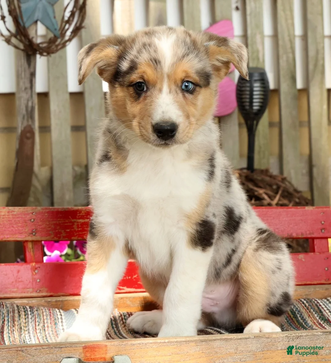 Australian Shepherd dogs for sale: Casper - Ad 1