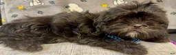 Shih Tzu dogs for sale: Scar - Ad 4