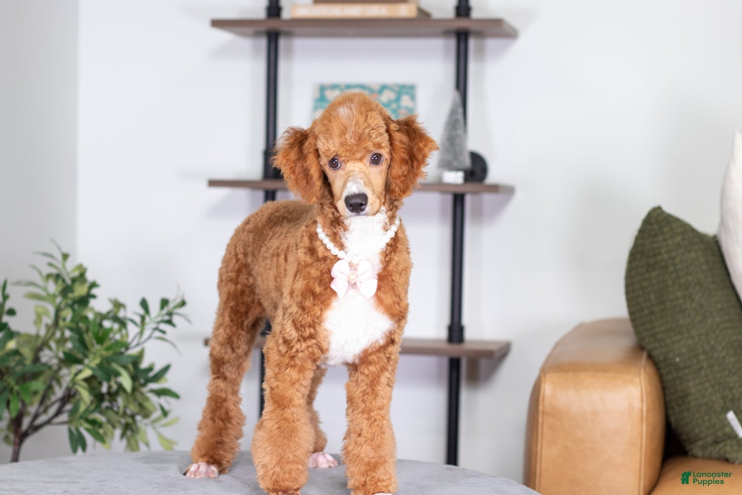 Toy Poodle dogs for sale: Wanda - Ad 4
