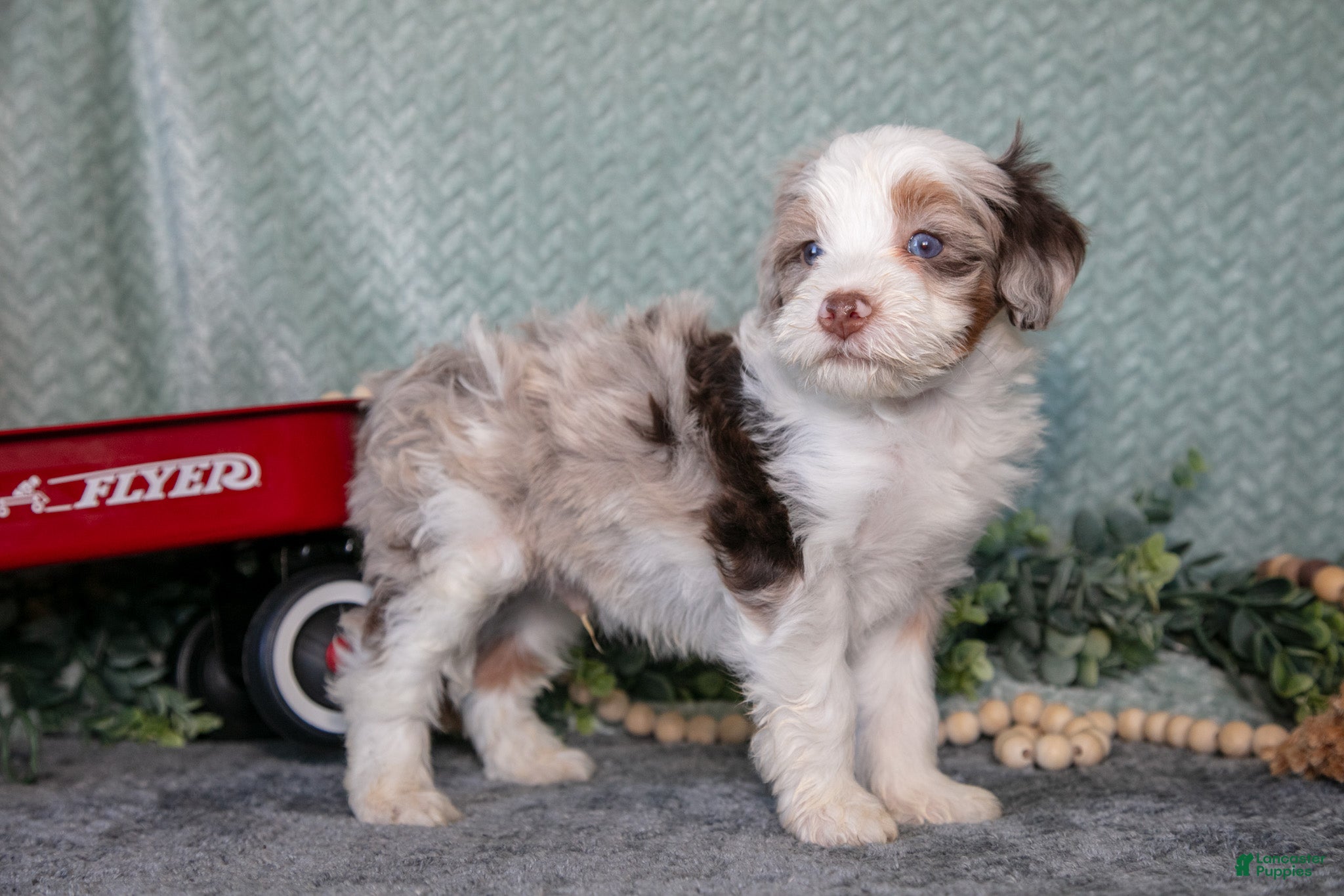 Mini Bernedoodle dogs Kosmo - Ad 2