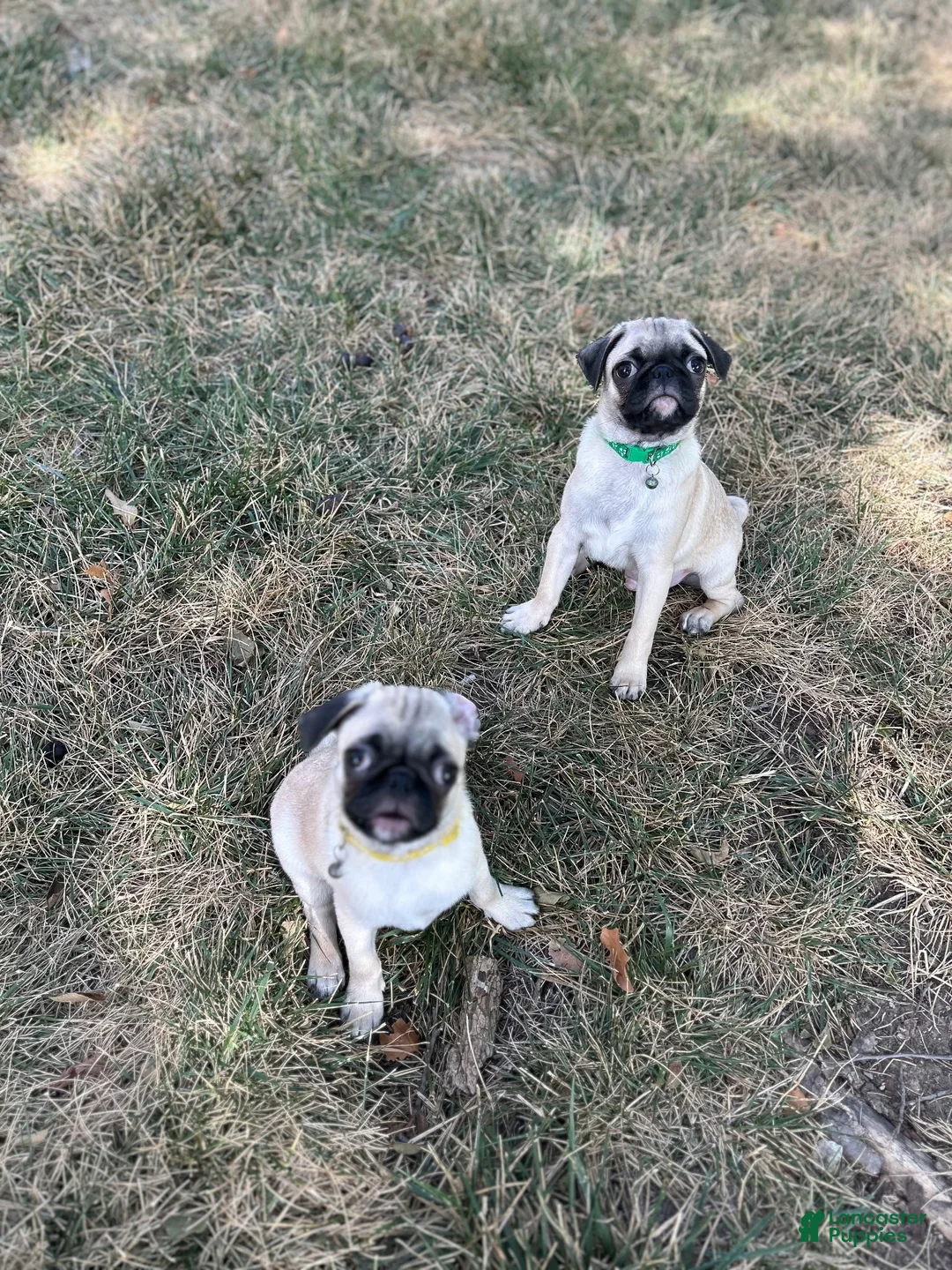 Pug dogs for sale: Pug 1 (Oscar) - Ad 2