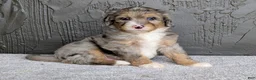 Mini Bernedoodle dogs for sale: Jasper  - Ad 4