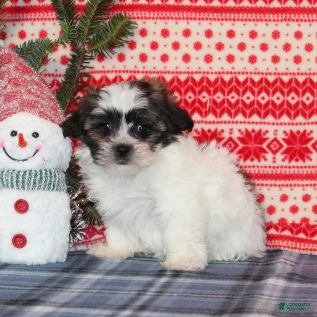 Teddy Bear dogs for sale: Fern - Ad 4