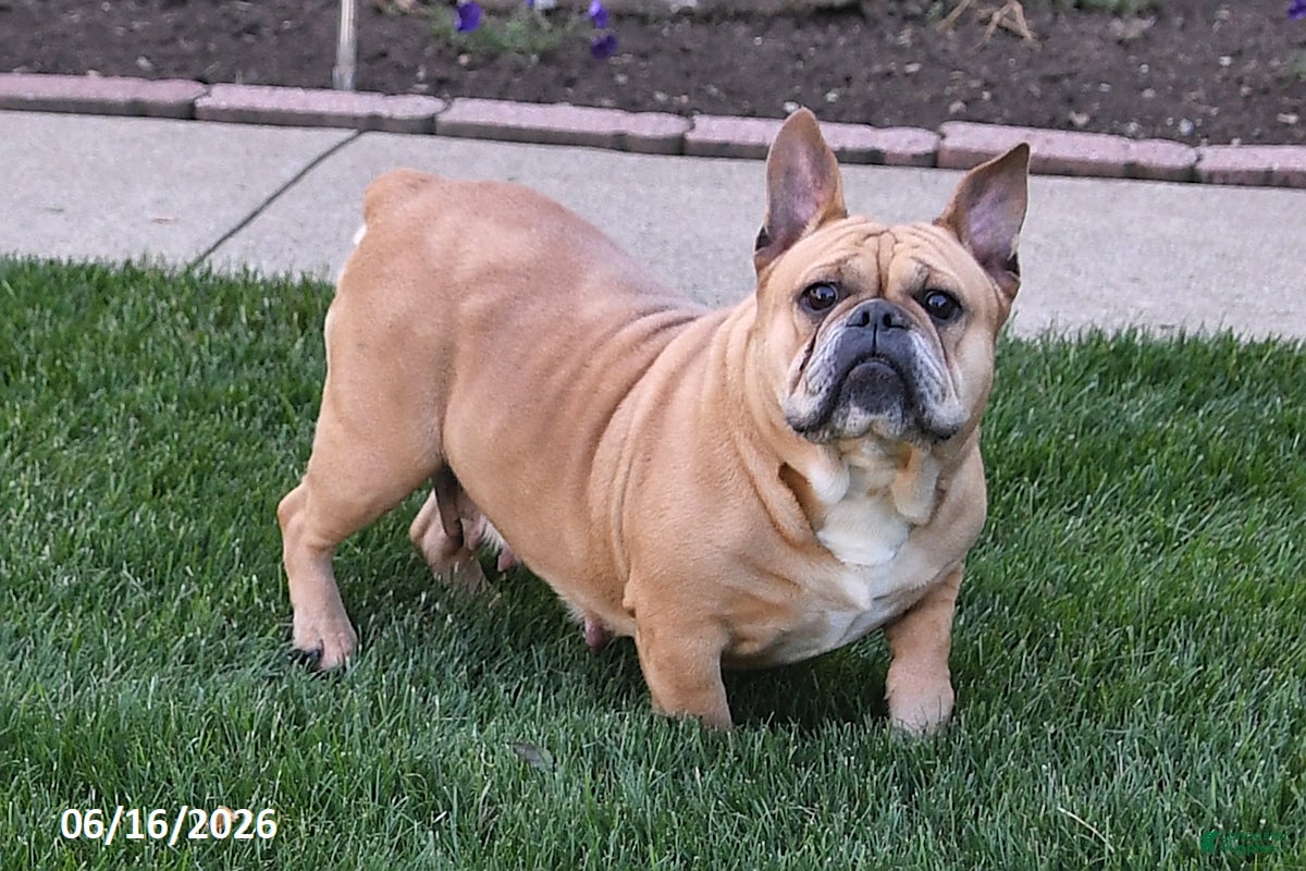 Mixed Breed dogs Wendy - Ad 2
