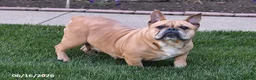 Mixed Breed dogs for sale: Wendy - Ad 2