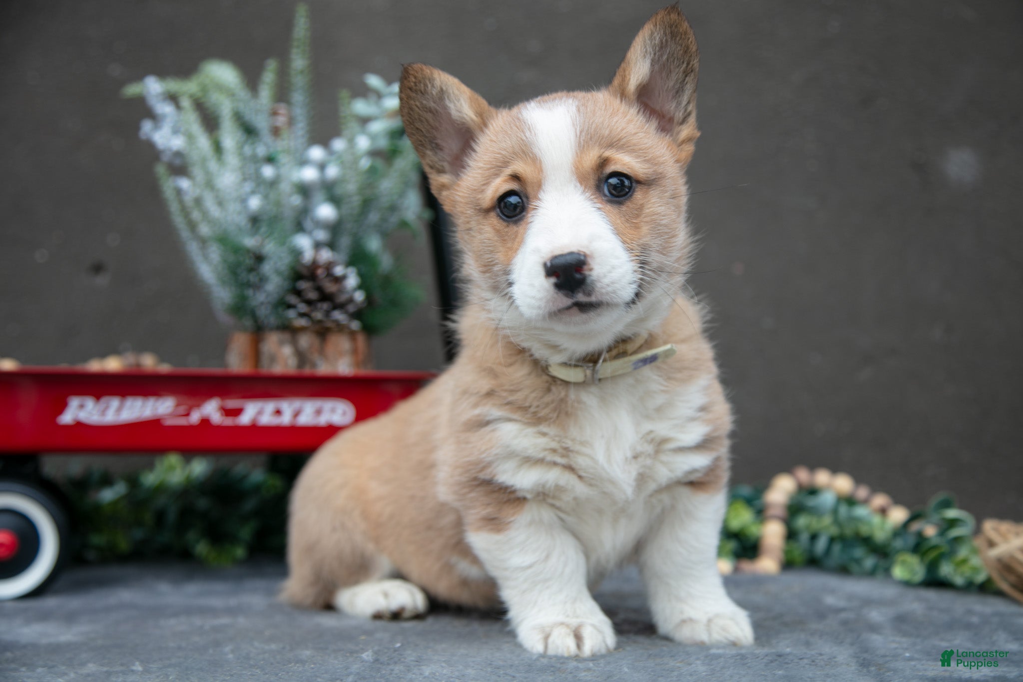 Welsh Corgi Pembroke dogs Snicker - Ad 21