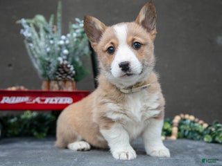 Welsh Corgi Pembroke dogs Snicker - Ad 24