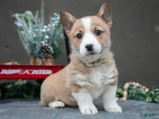 Welsh Corgi Pembroke dogs Snicker - Ad 31