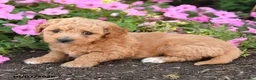 Mini Goldendoodle dogs for sale: Rocky - Ad 3