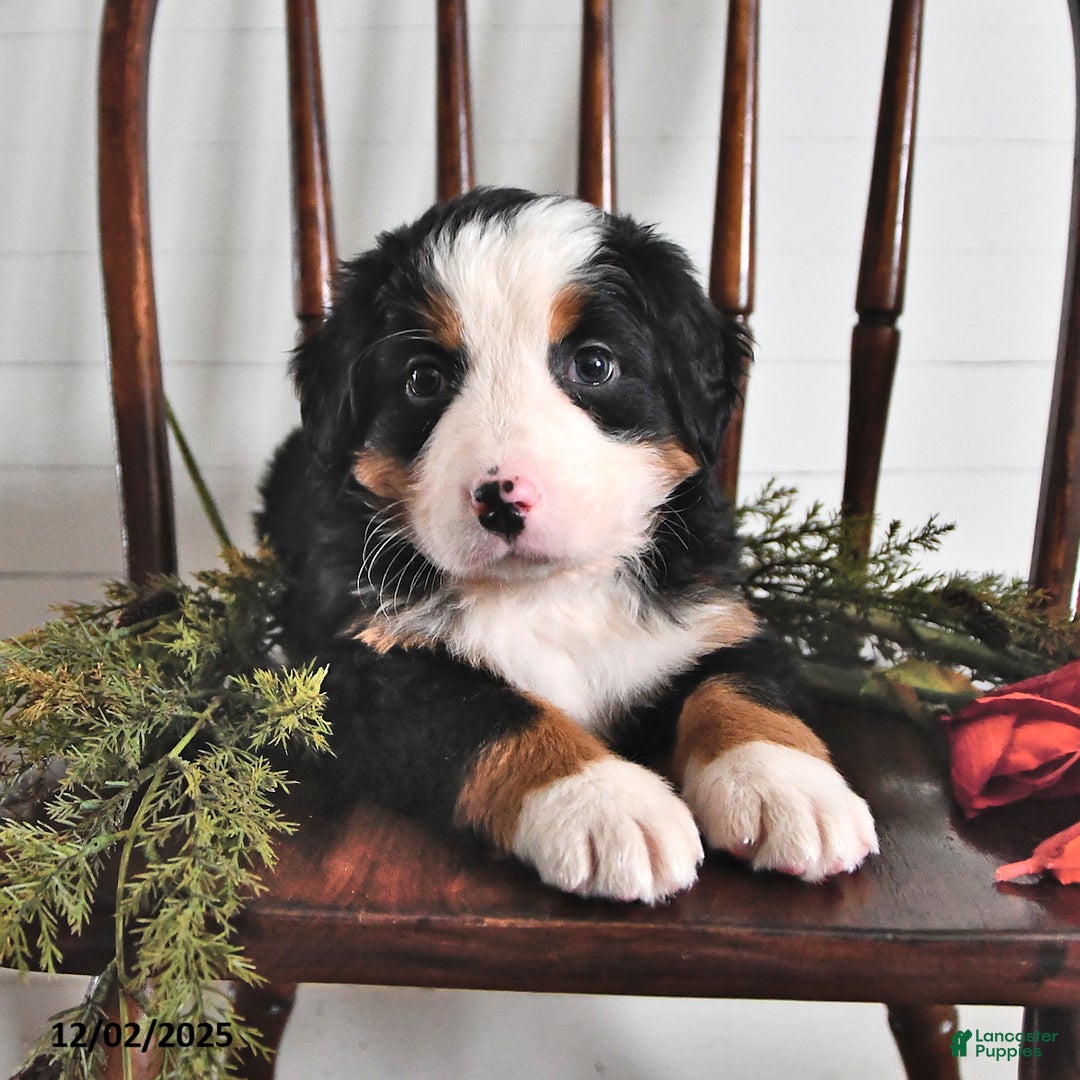 Bernese Mountain Dog dogs for sale: Jane - Ad 5