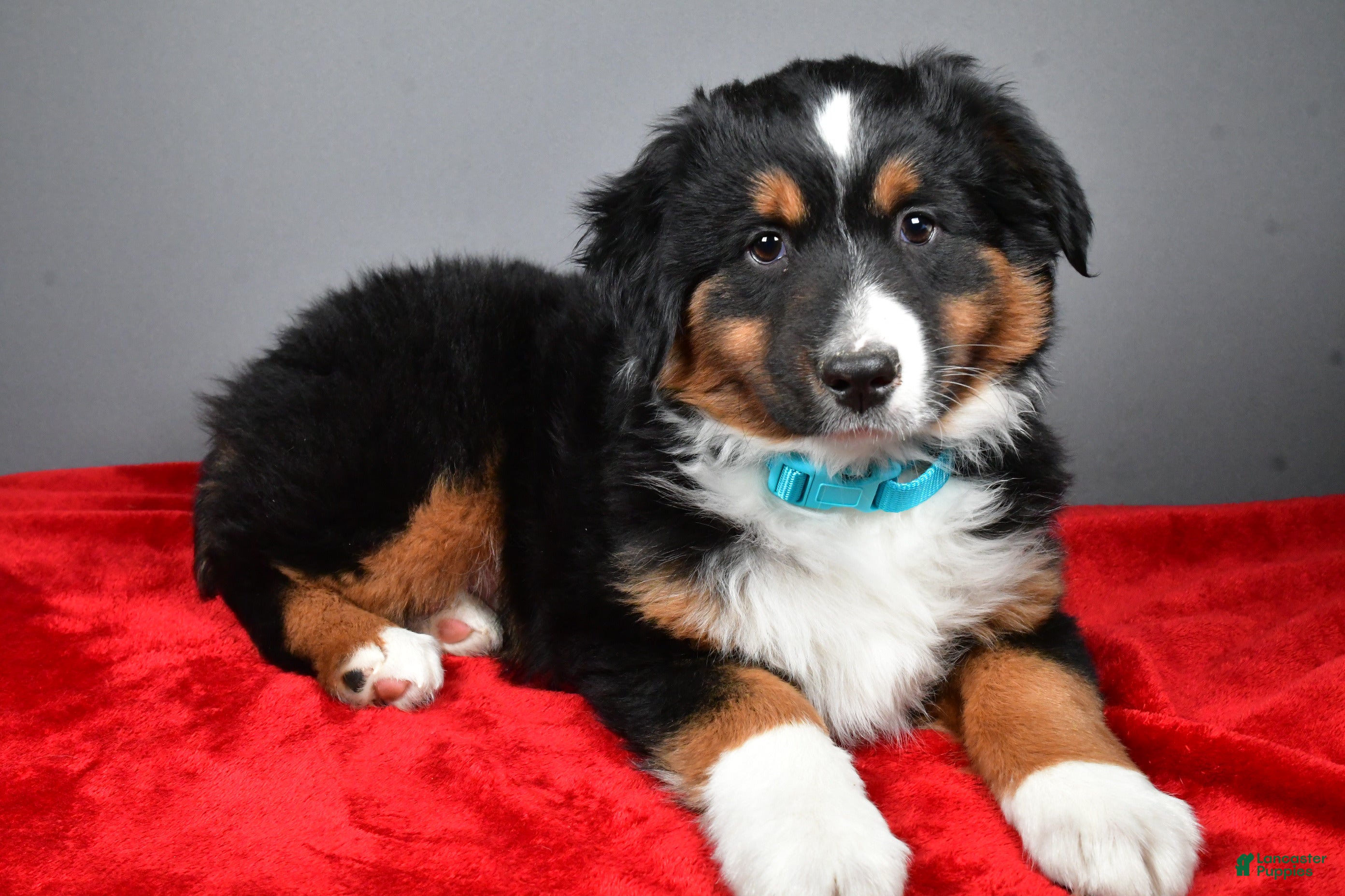 Miniature Australian Shepherd dogs Harvey - Ad 1