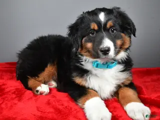 Miniature Australian Shepherd dogs for sale: Harvey - Ad 1