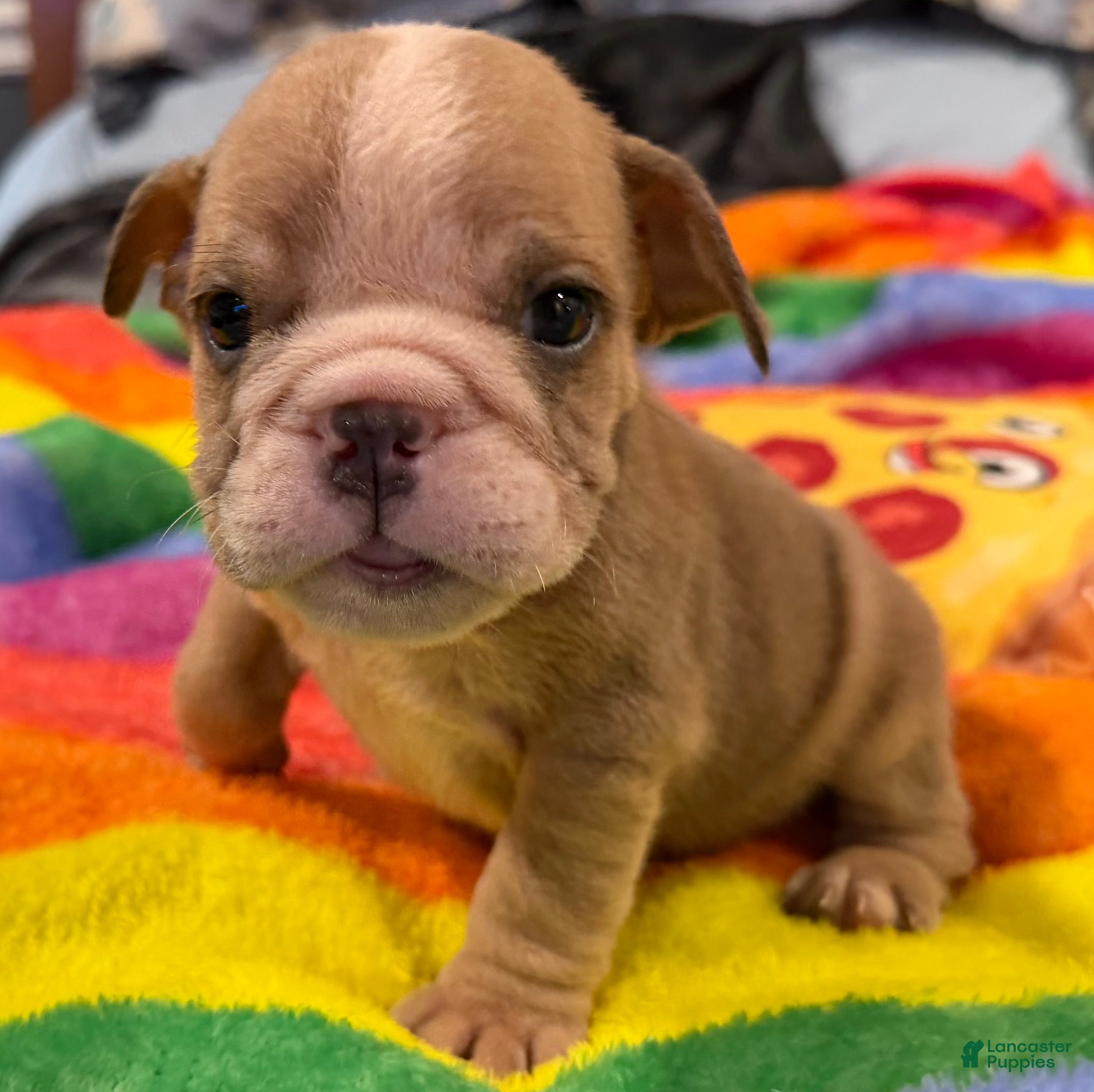 English Bulldog dogs for sale: English Bulldog 4 - Ad 1