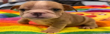 English Bulldog 4