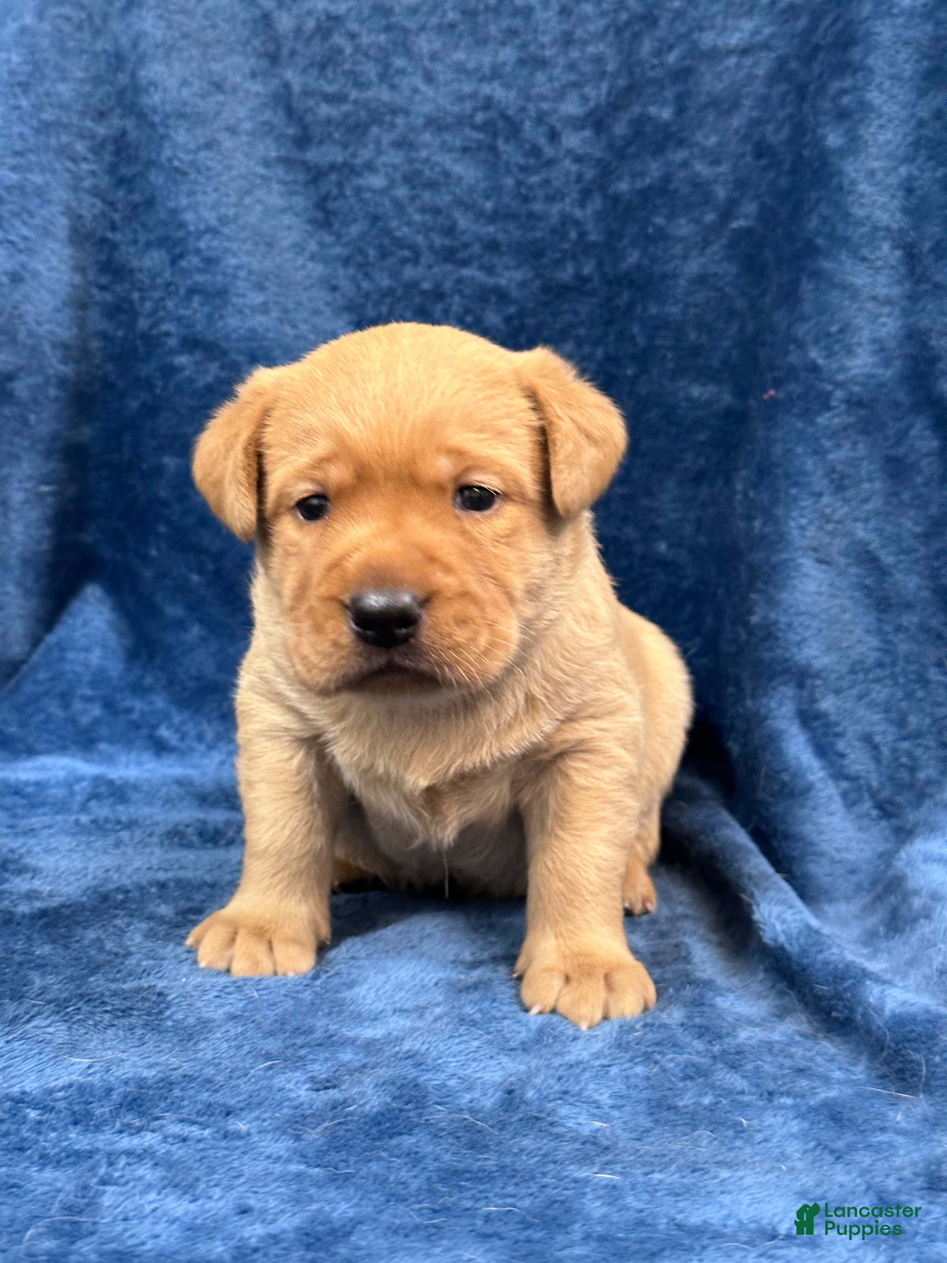 Labrador Retriever dogs Male #5 aka fifth born pup - Ad 2