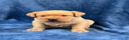 Labrador Retriever dogs for sale: Male #5 aka fifth born pup - Ad 2