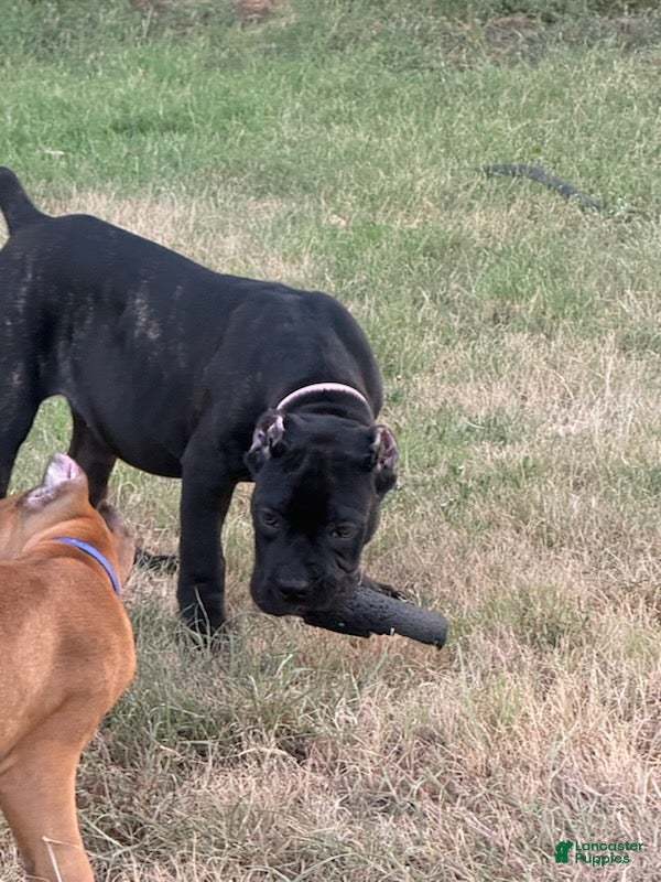 Cane Corso dogs Girl 2 - Ad 2