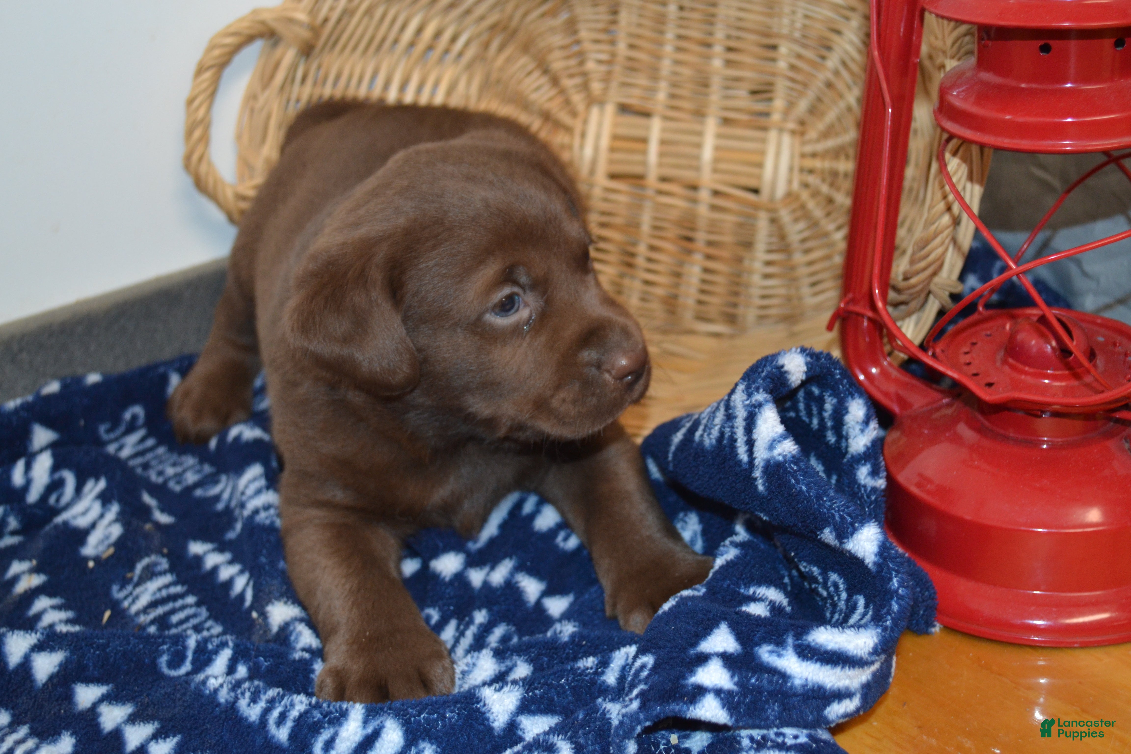 Labrador Retriever dogs Barry - Ad 12