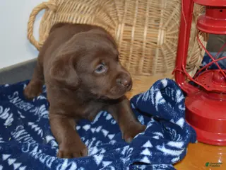 Labrador Retriever dogs Barry - Ad 12