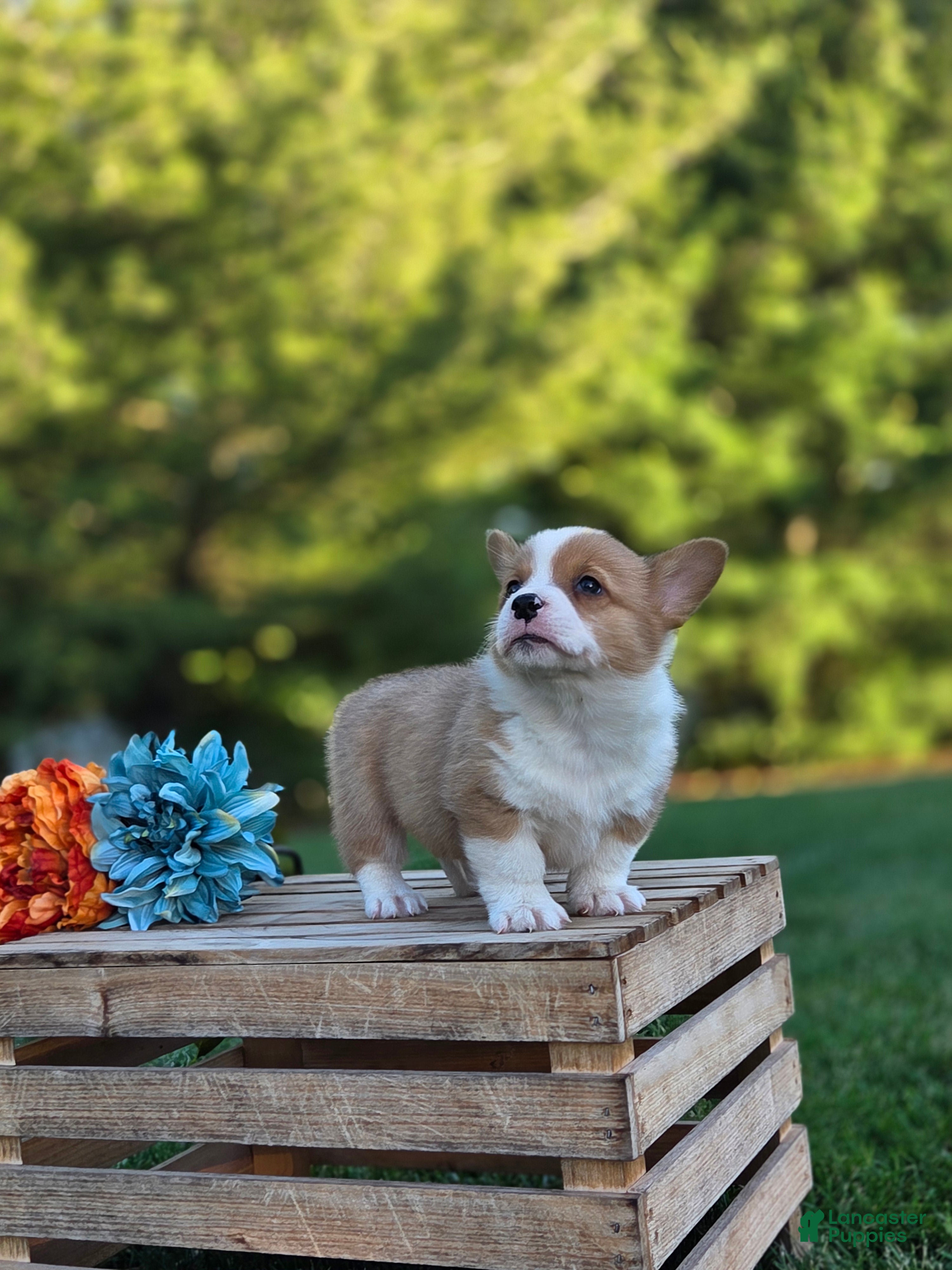 Welsh Corgi Pembroke dogs Goldie - Ad 2