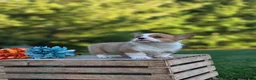 Welsh Corgi Pembroke dogs for sale: Goldie - Ad 2