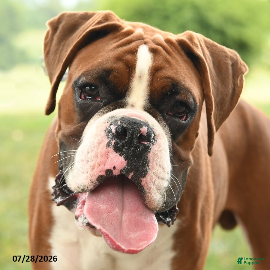 Boxer dogs Chance - Ad 2
