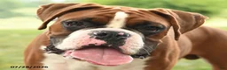 Boxer dogs for sale: Chance - Ad 2