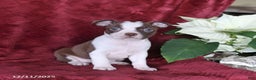 Boston Terrier dogs for sale: Birdie - Ad 5