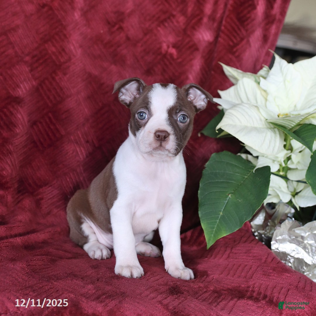 Boston Terrier dogs for sale: Birdie - Ad 5