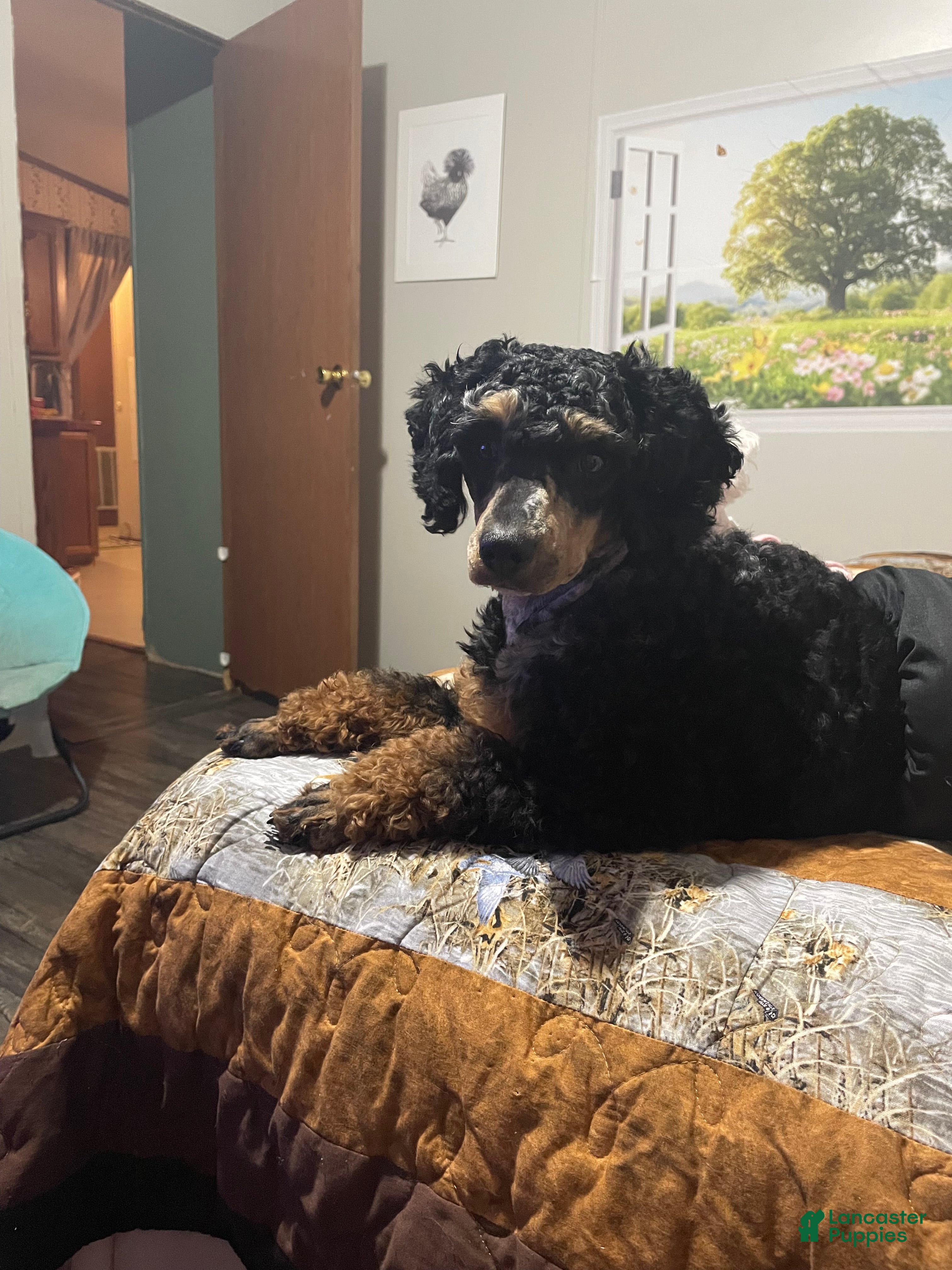 Miniature Poodle dogs Wolfie - Ad 2