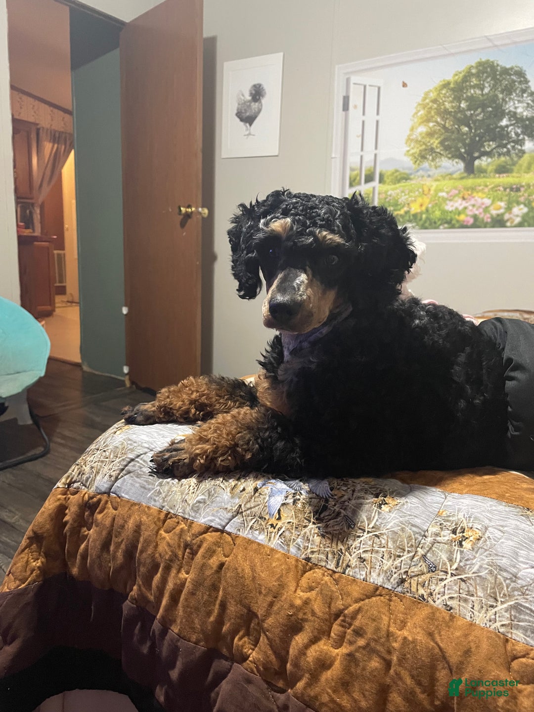 Miniature Poodle dogs for stud: Wolfie - Ad 2