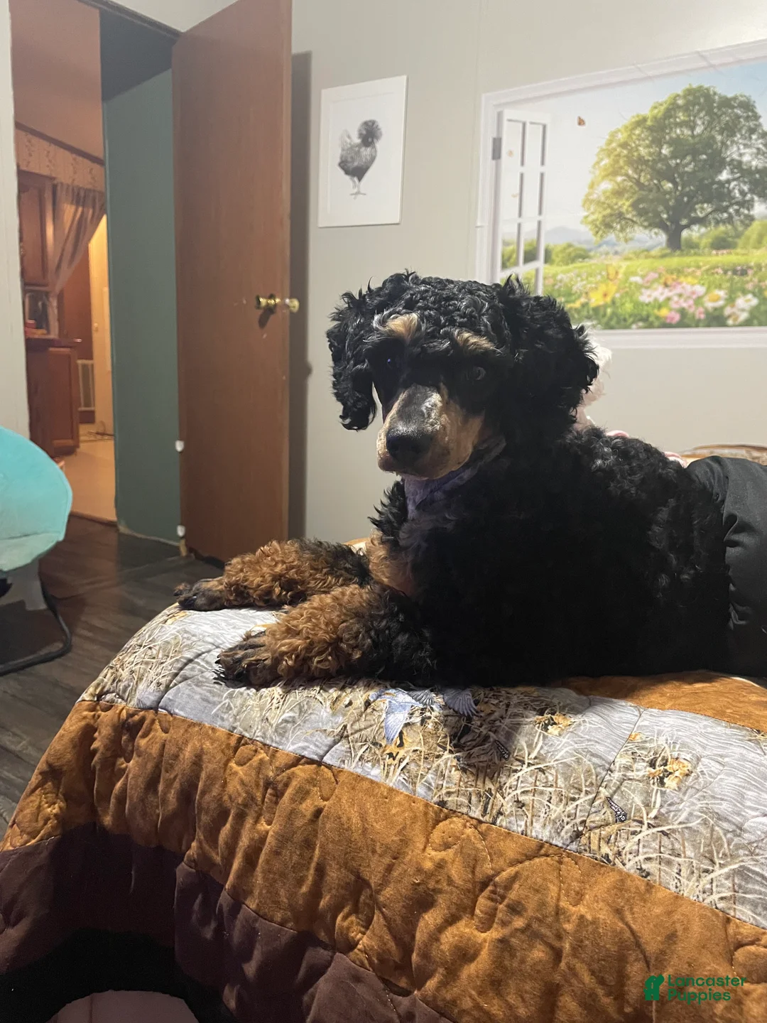 Miniature Poodle dogs for stud: Wolfie - Ad 2