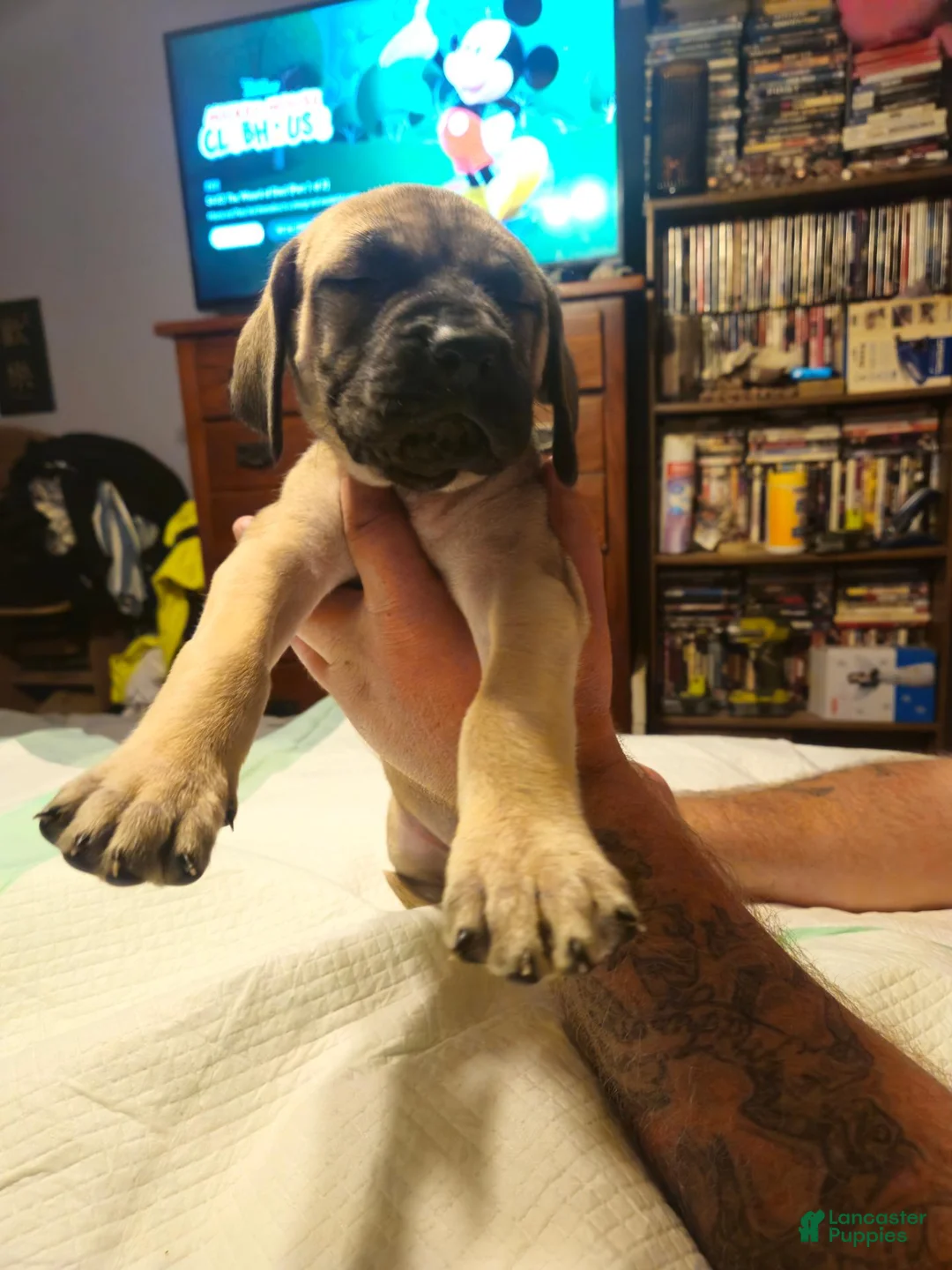 English Mastiff dogs for sale: English Mastiff 2 - Ad 2