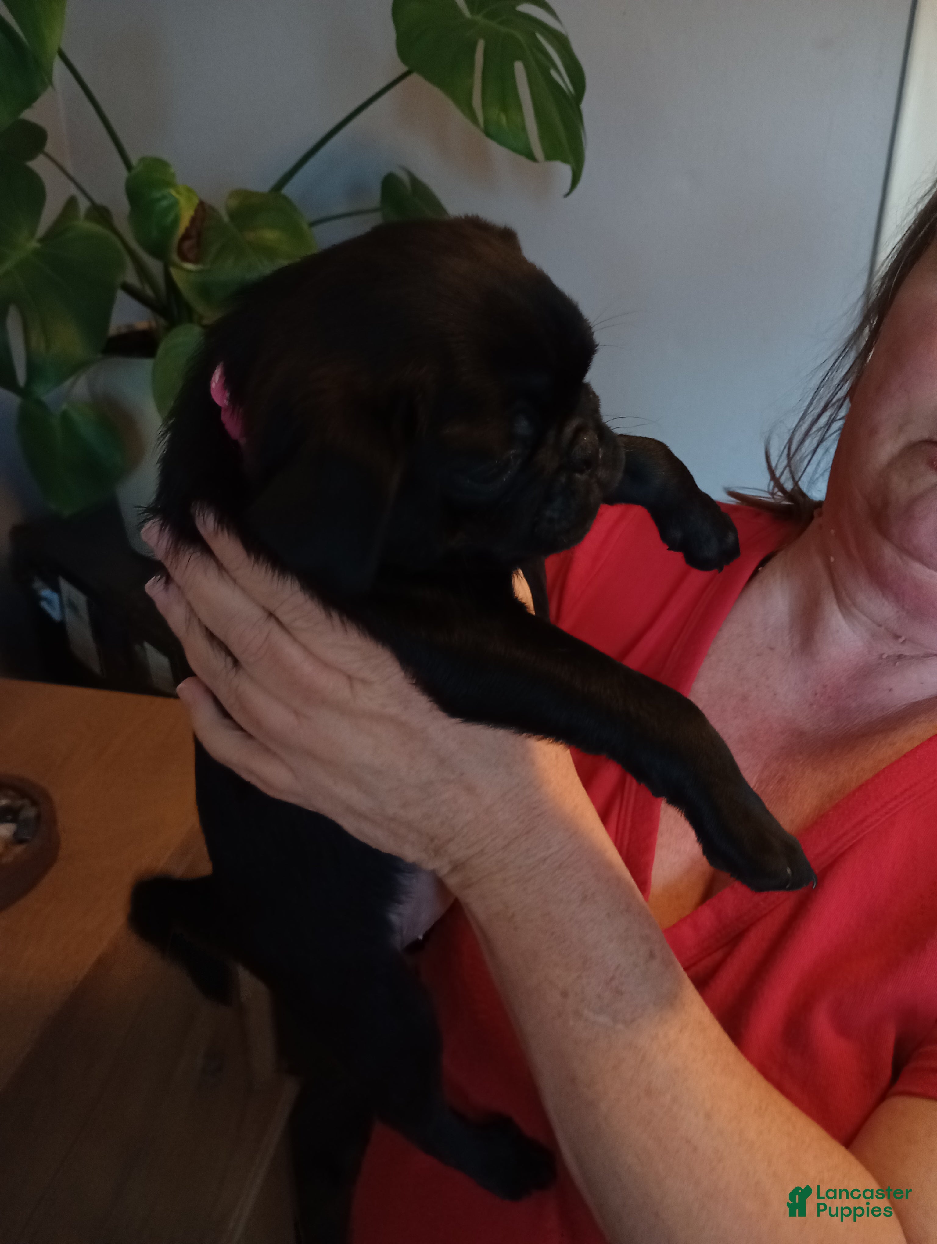 Pug dogs Pug Puppy 2 Pinky  - Ad 2