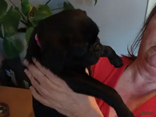 Pug dogs Pug Puppy 2 Pinky - Ad 2