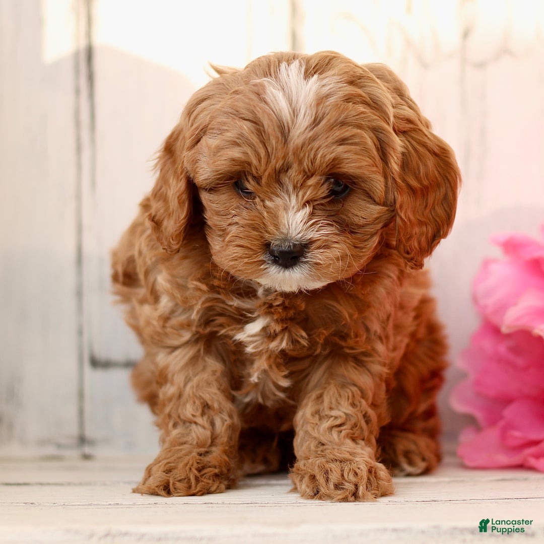 Cavapoo dogs for sale: Dreamer  - Ad 2