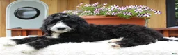 Bernedoodle dogs for sale: Logan - Ad 2