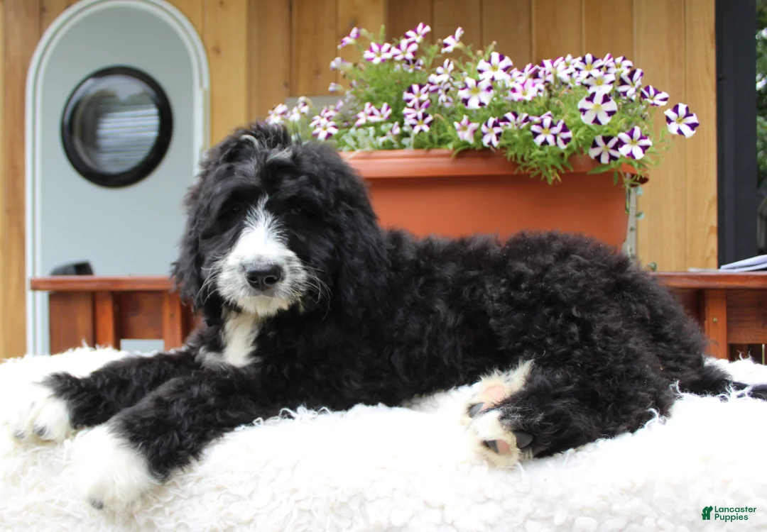 Bernedoodle dogs for sale: Logan - Ad 2