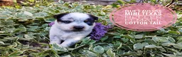 Mixed Breed dogs for sale: Cotton Tail - Ad 5