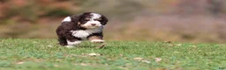 Mini Bernedoodle dogs for sale: Pup - Ad 4